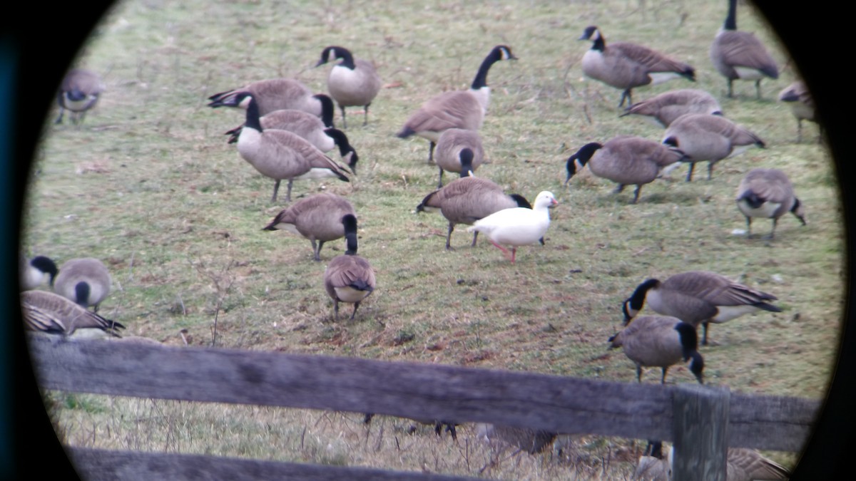 Ross's Goose - ML23458461