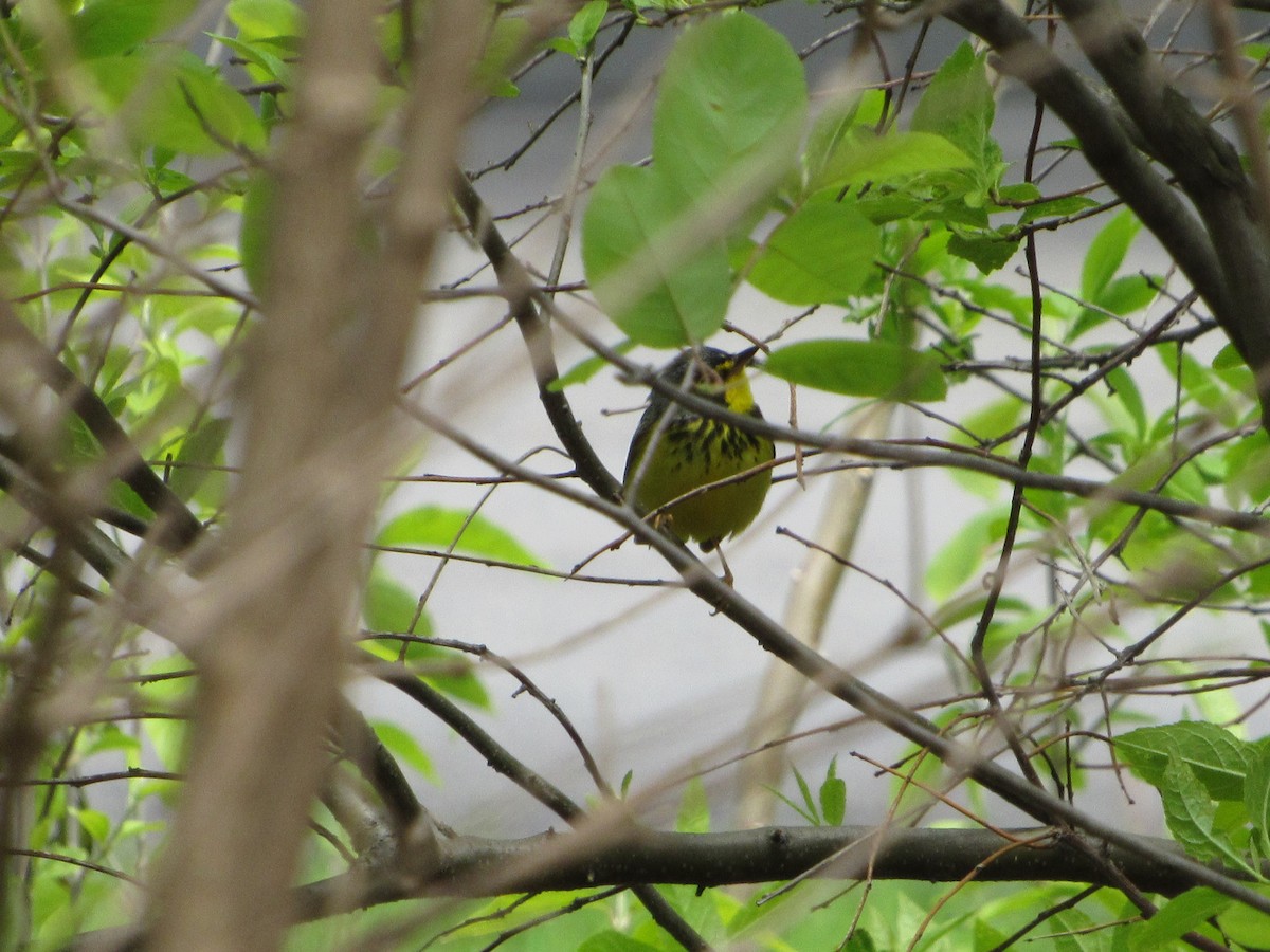 Canada Warbler - ML234584941