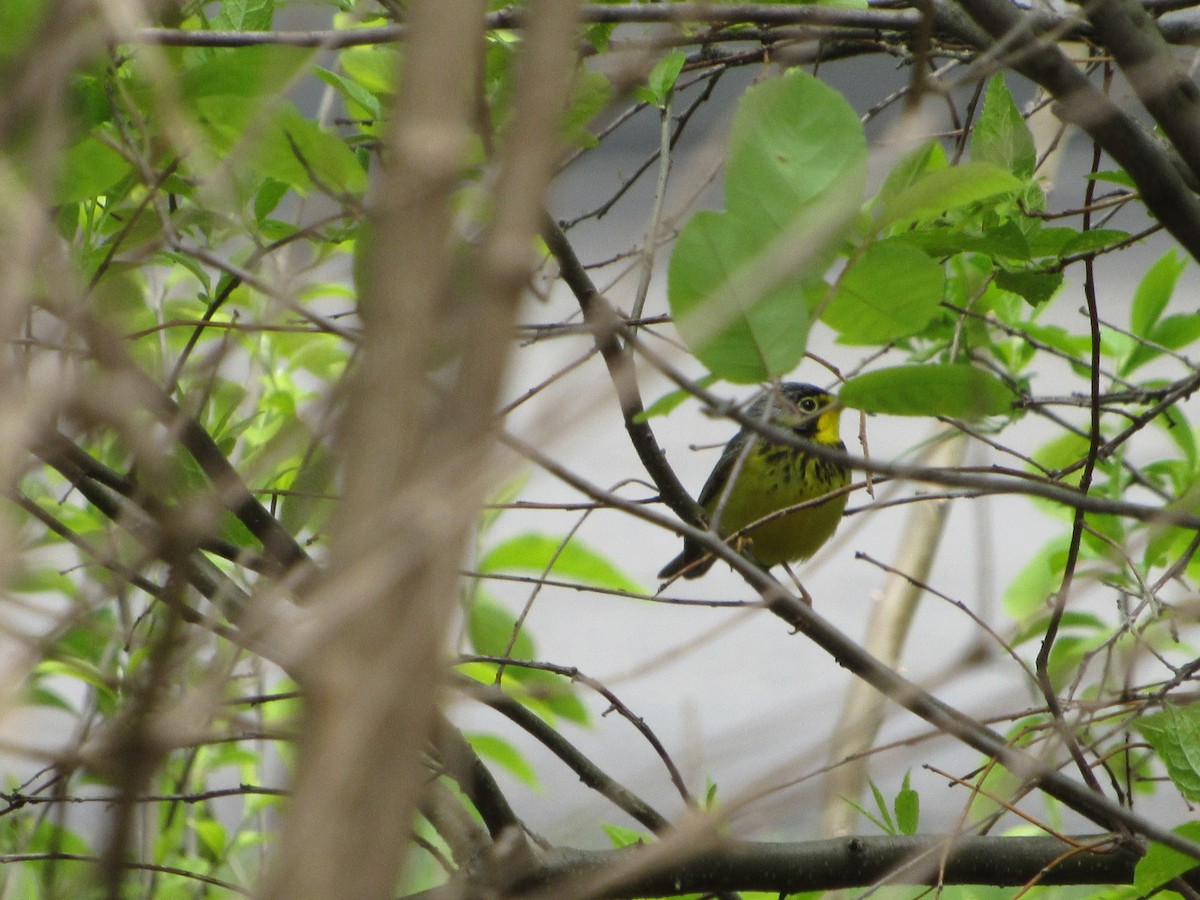 Canada Warbler - ML234585001