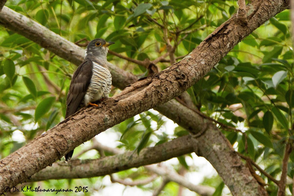 Indian Cuckoo - ML23458521