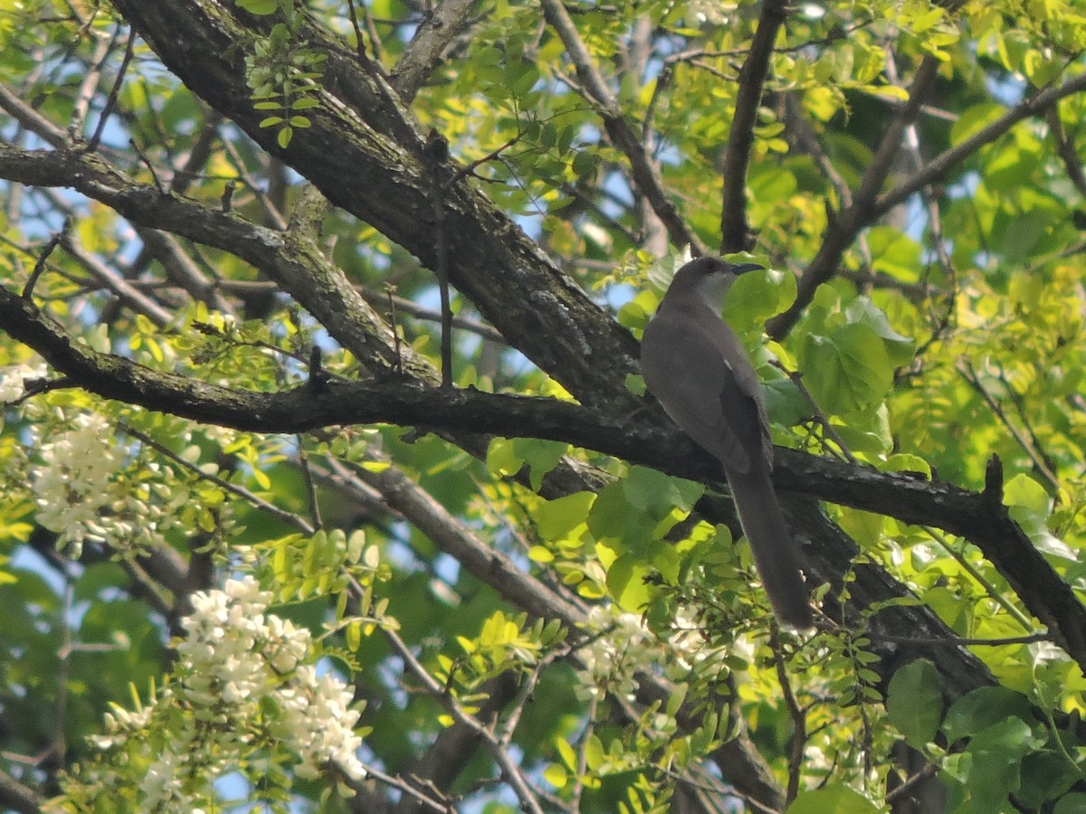 Black-billed Cuckoo - ML234585291