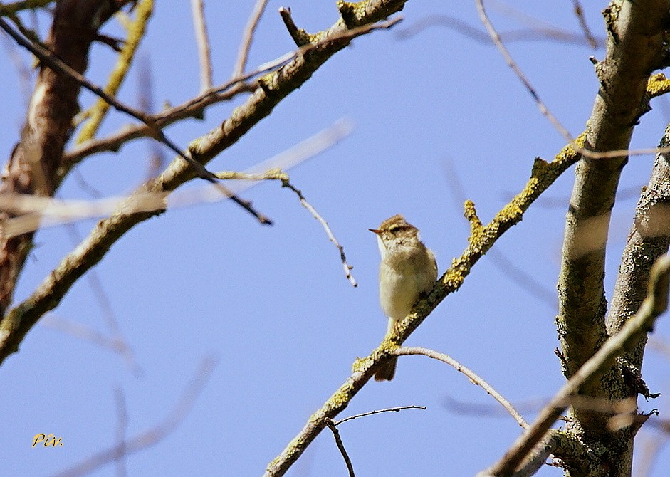 Common Chiffchaff - Ivan Provoost