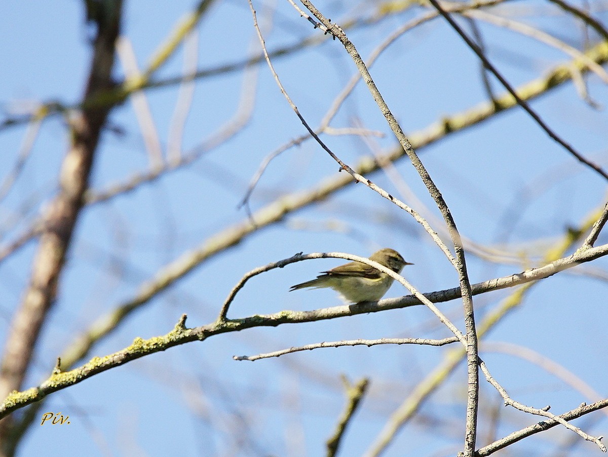 Common Chiffchaff - Ivan Provoost