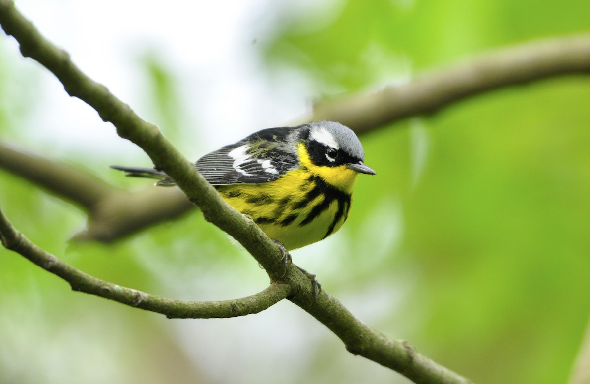 Magnolia Warbler - Oliver Patrick