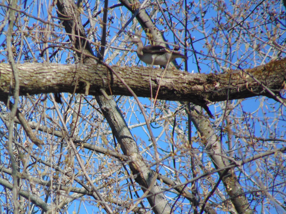 Wood Duck - ML234586751