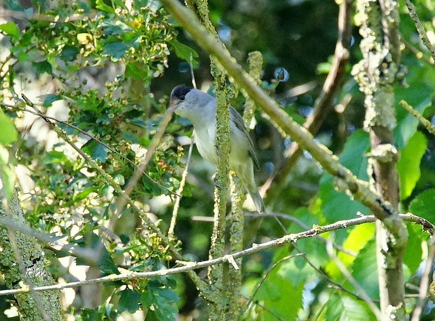 Eurasian Blackcap - Ivan Provoost