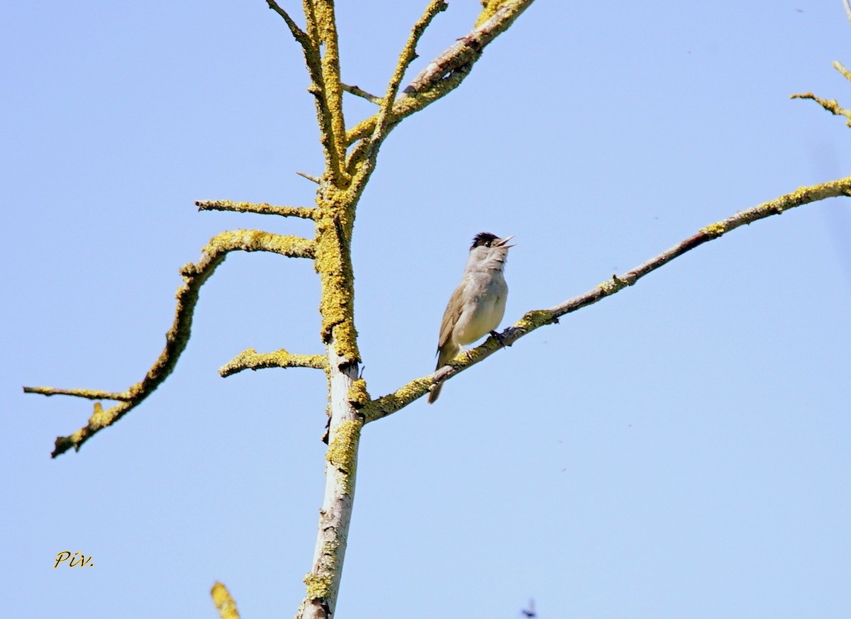 Eurasian Blackcap - Ivan Provoost