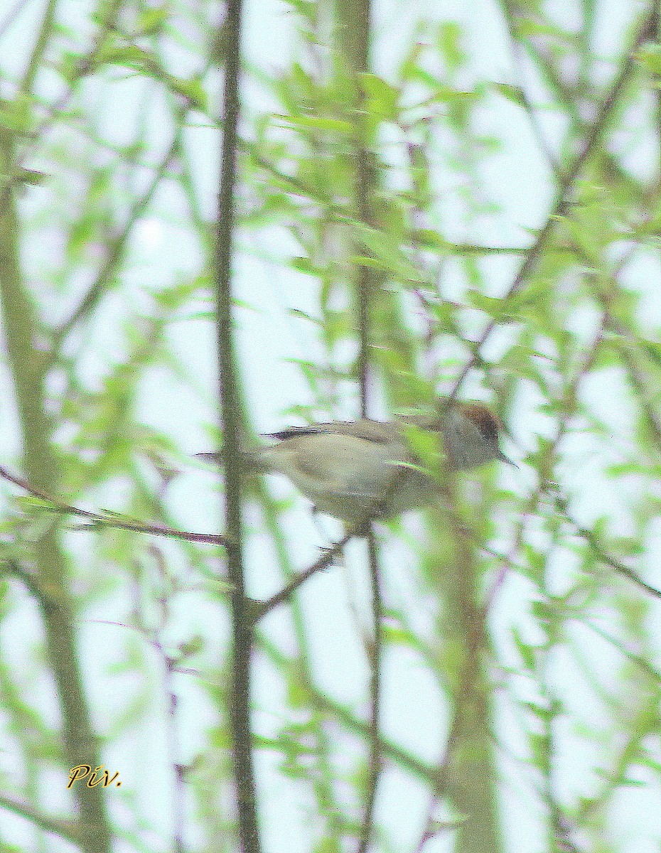 Eurasian Blackcap - Ivan Provoost