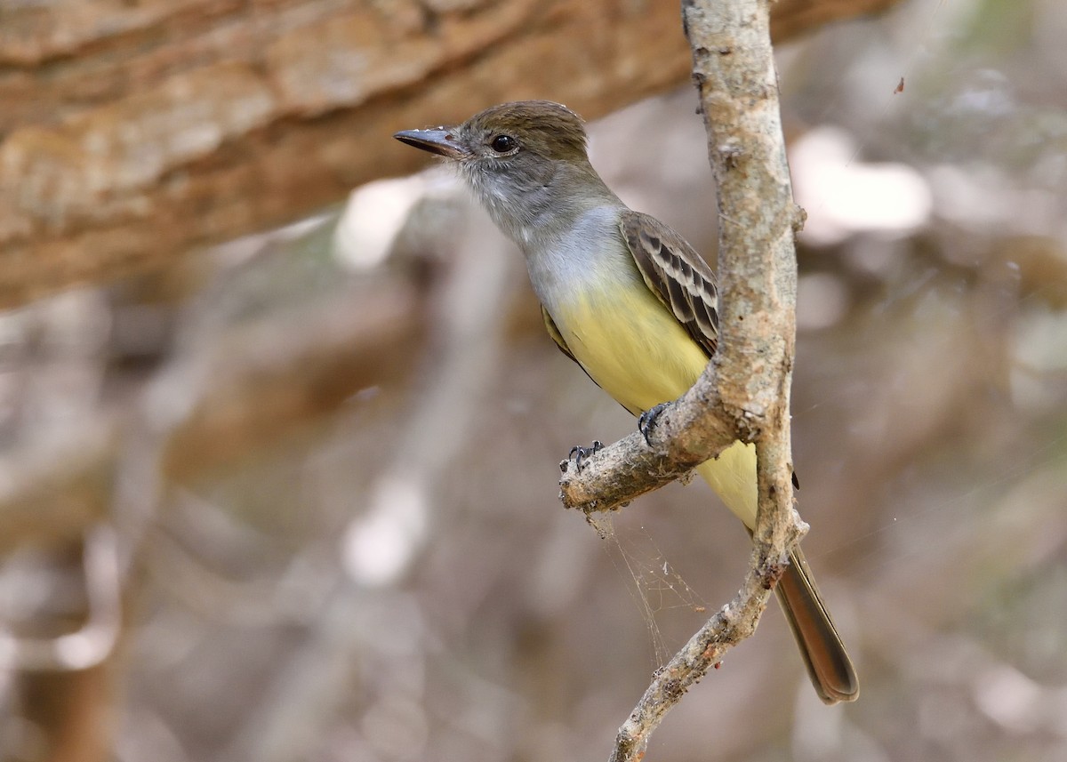 Brown-crested Flycatcher - Michiel Oversteegen