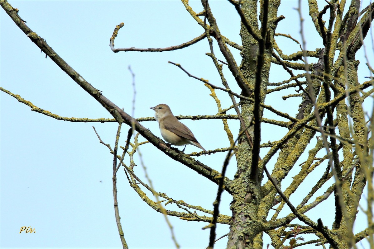 Garden Warbler - Ivan Provoost