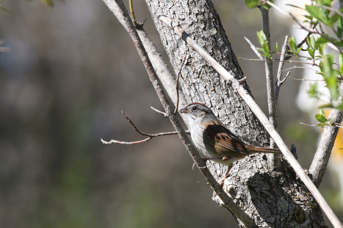 Swamp Sparrow - ML234588771