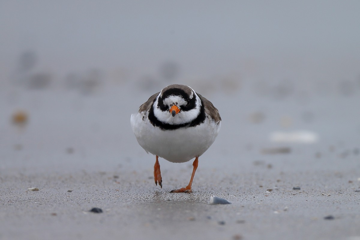 Common Ringed Plover - ML234588821