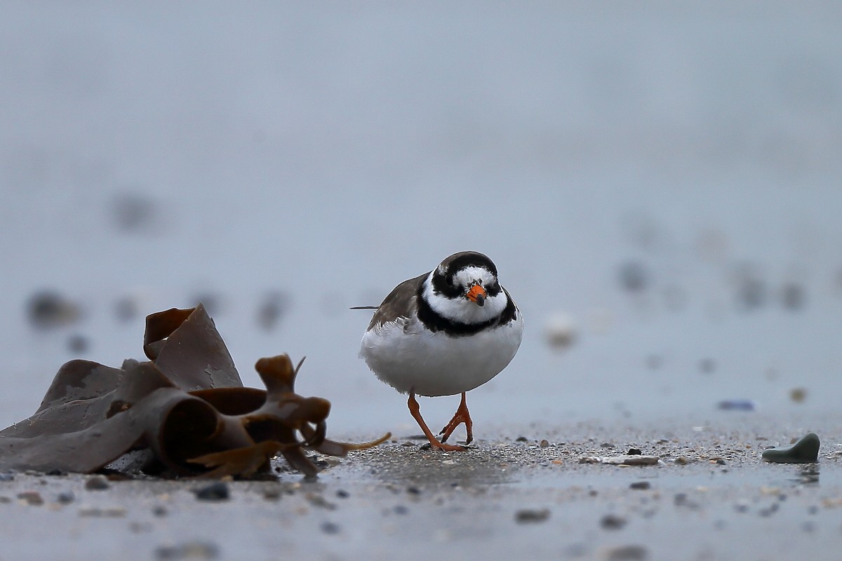 Common Ringed Plover - ML234588831
