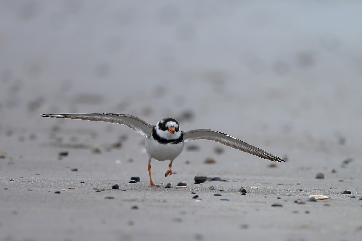 Common Ringed Plover - ML234588861