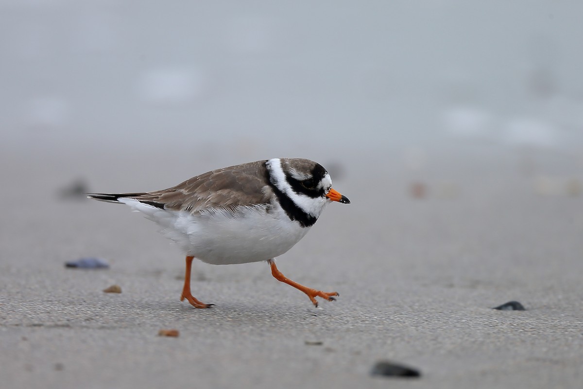 Common Ringed Plover - ML234588921