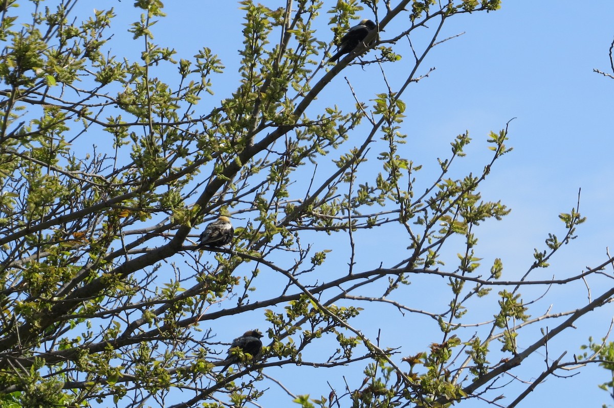 bobolink americký - ML234589621