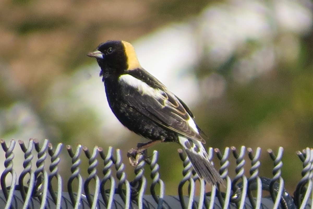 bobolink americký - ML234589641