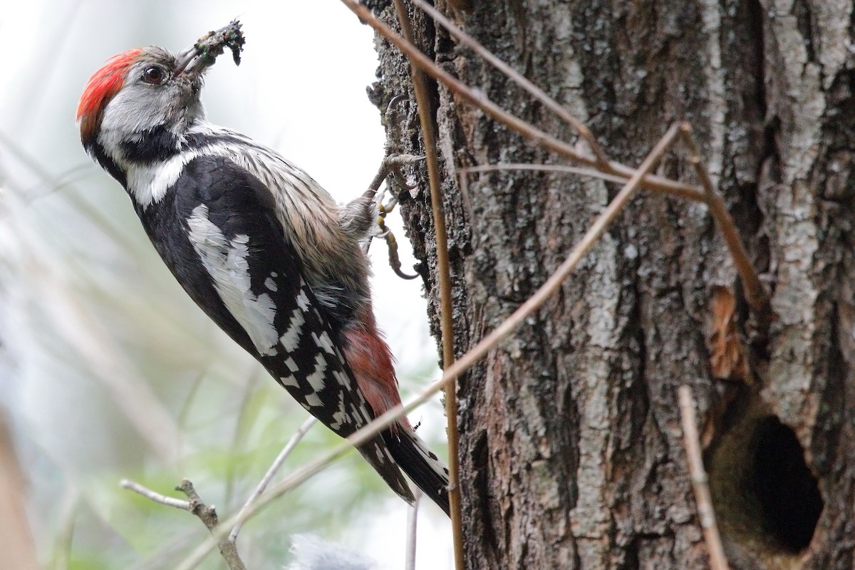 Middle Spotted Woodpecker - ML234590251