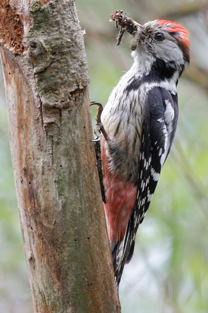 Middle Spotted Woodpecker - ML234590261