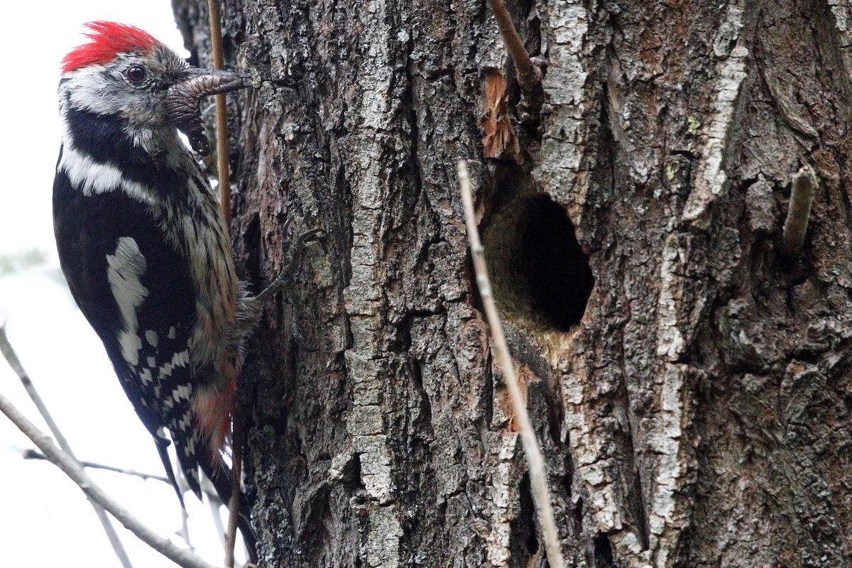Middle Spotted Woodpecker - ML234590271