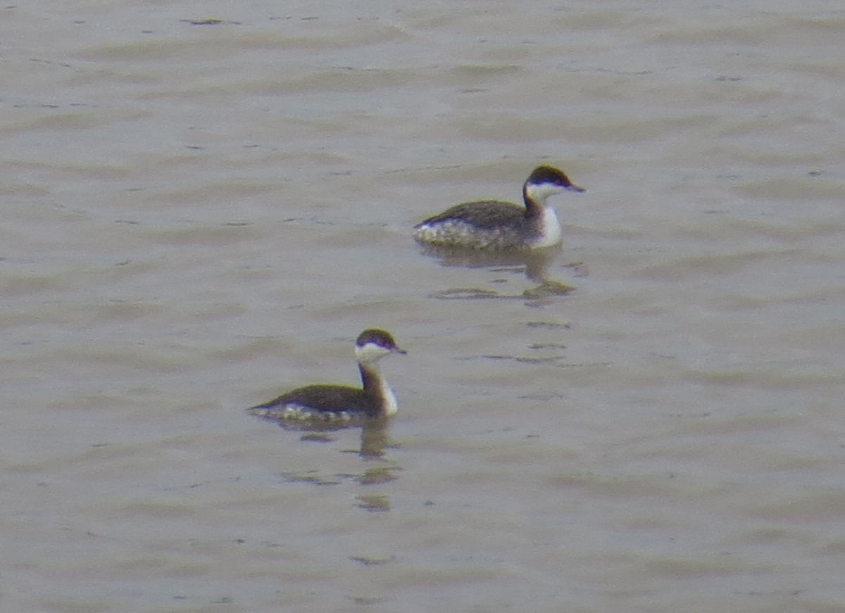 Horned Grebe - ML23459181