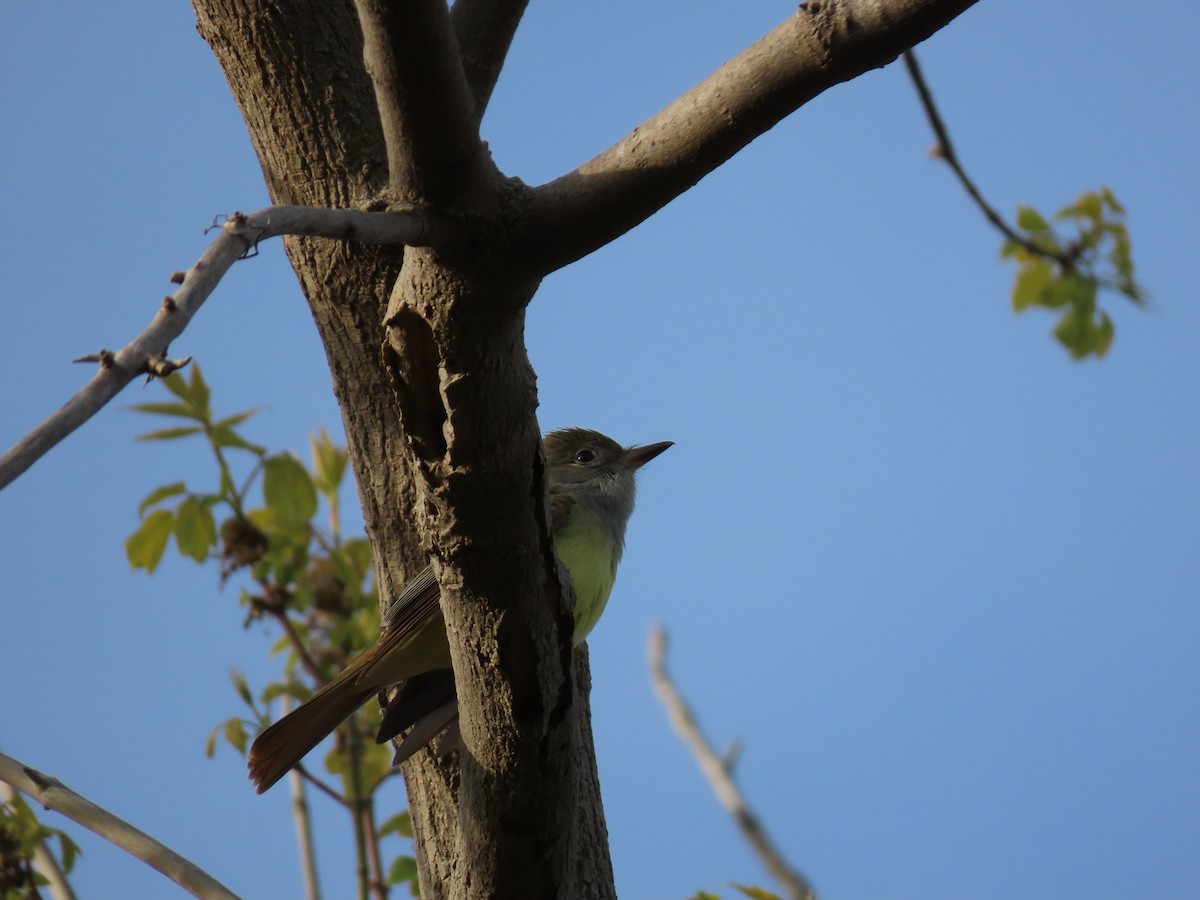 Great Crested Flycatcher - ML234592071