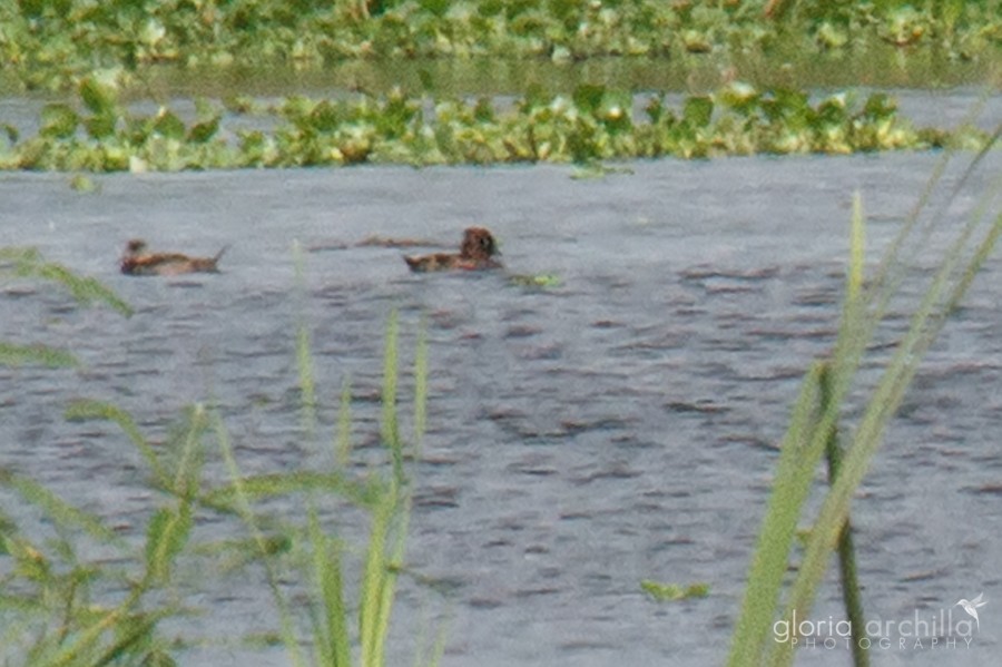 鳳頭潛鴨 - ML23459311