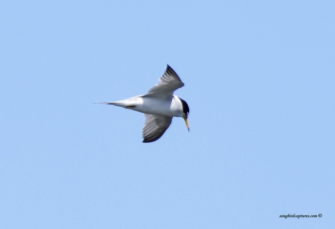 Least Tern - ML234593461