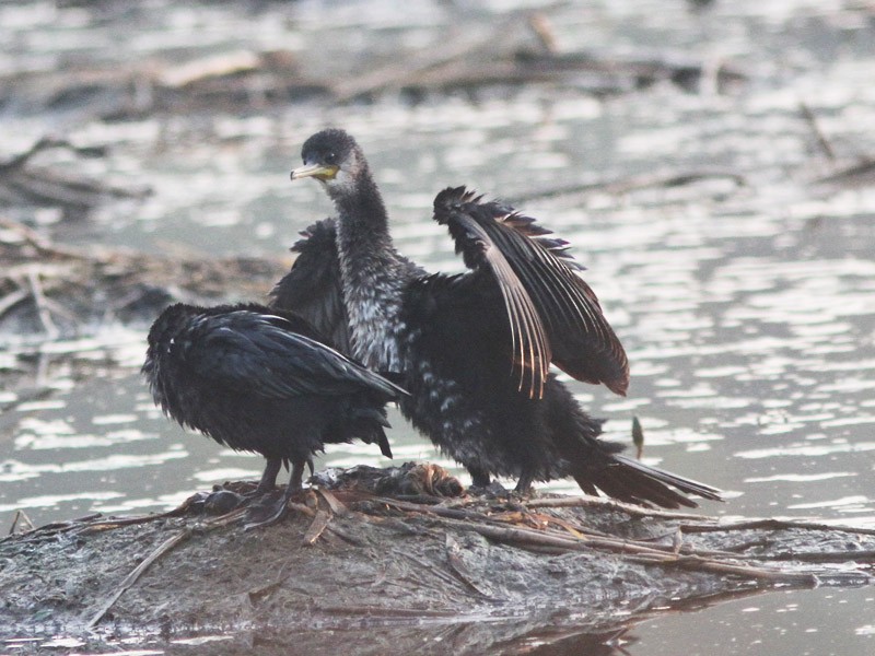 Little Cormorant - Jayan Thomas