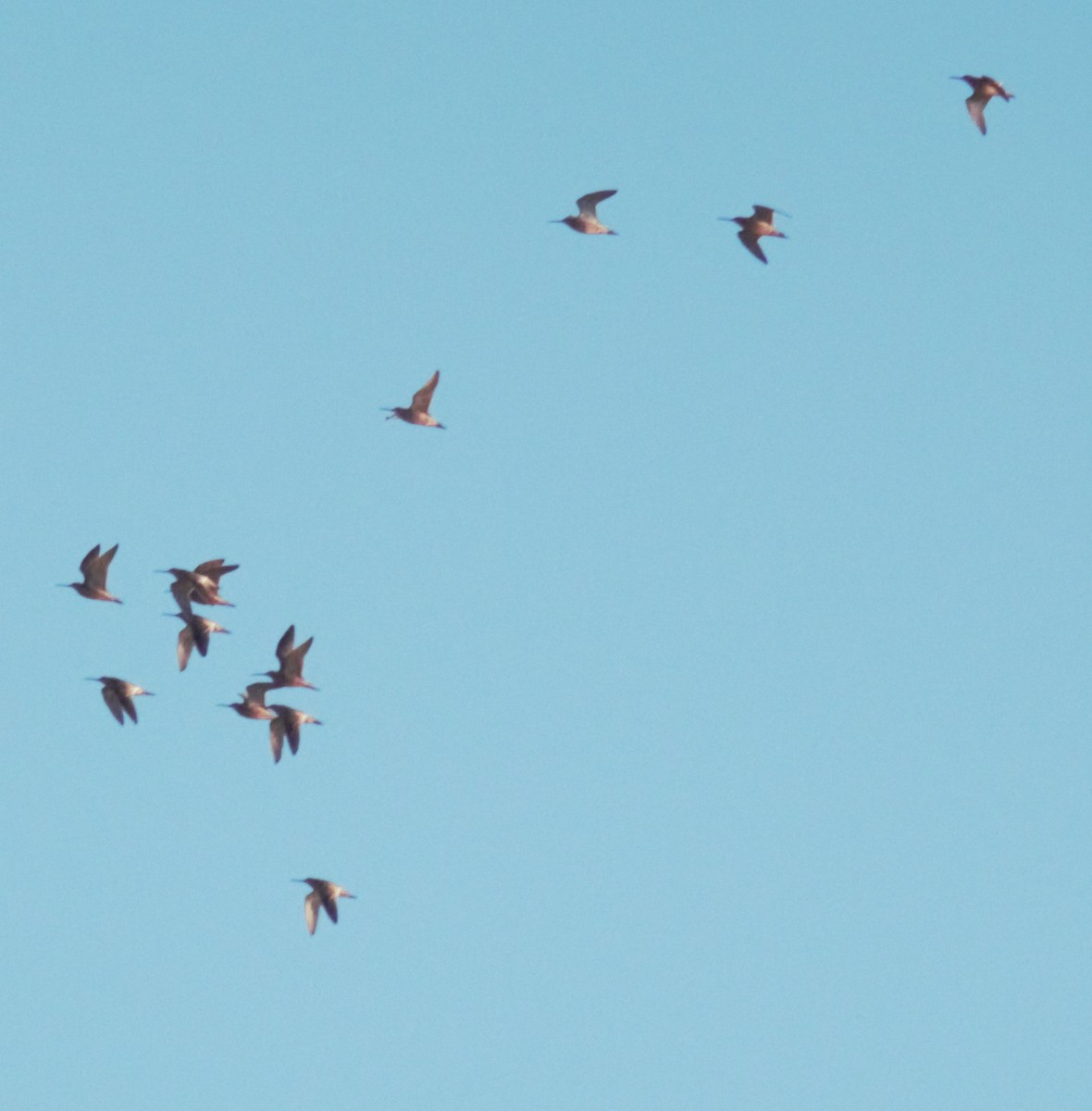 Short-billed Dowitcher - Alec Olivier