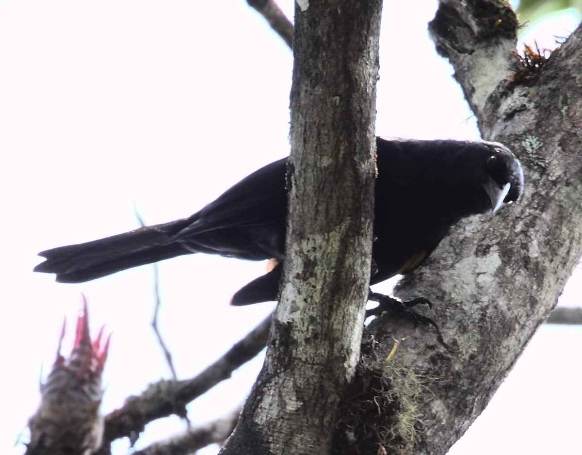 Golden-tufted Grackle - ML234596751