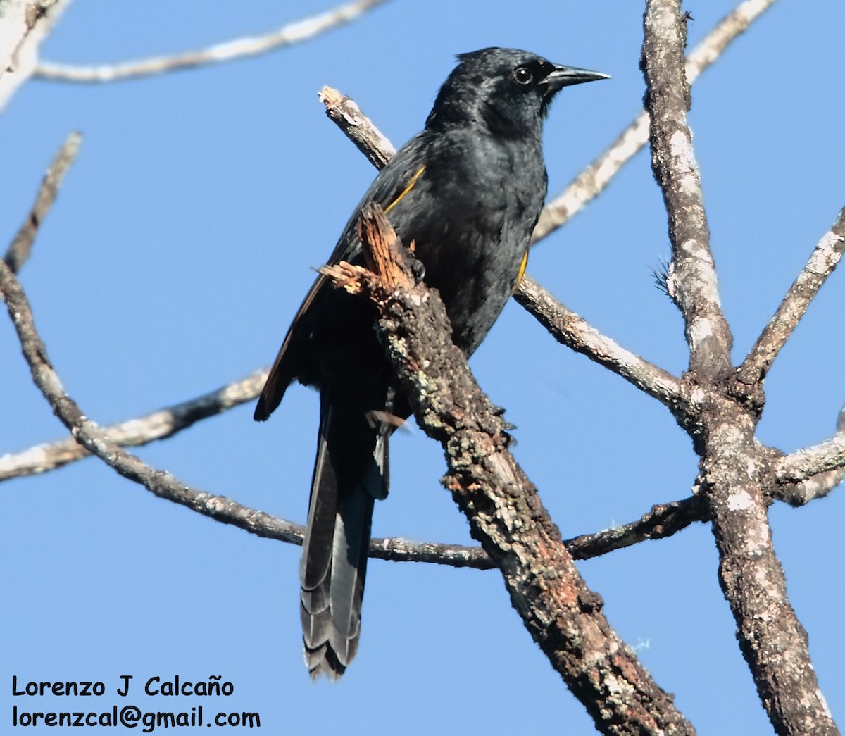 Golden-tufted Grackle - ML234597531