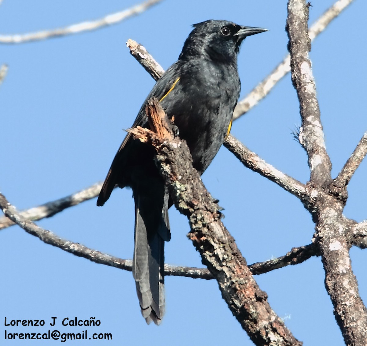 Golden-tufted Grackle - ML234597651