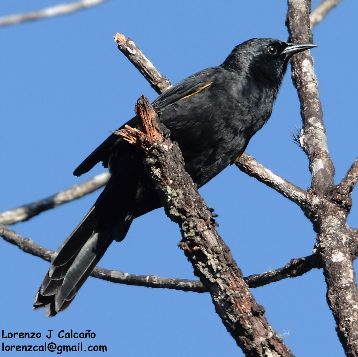 Golden-tufted Grackle - ML234597721