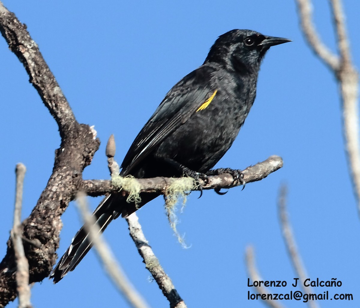 Golden-tufted Grackle - ML234597801