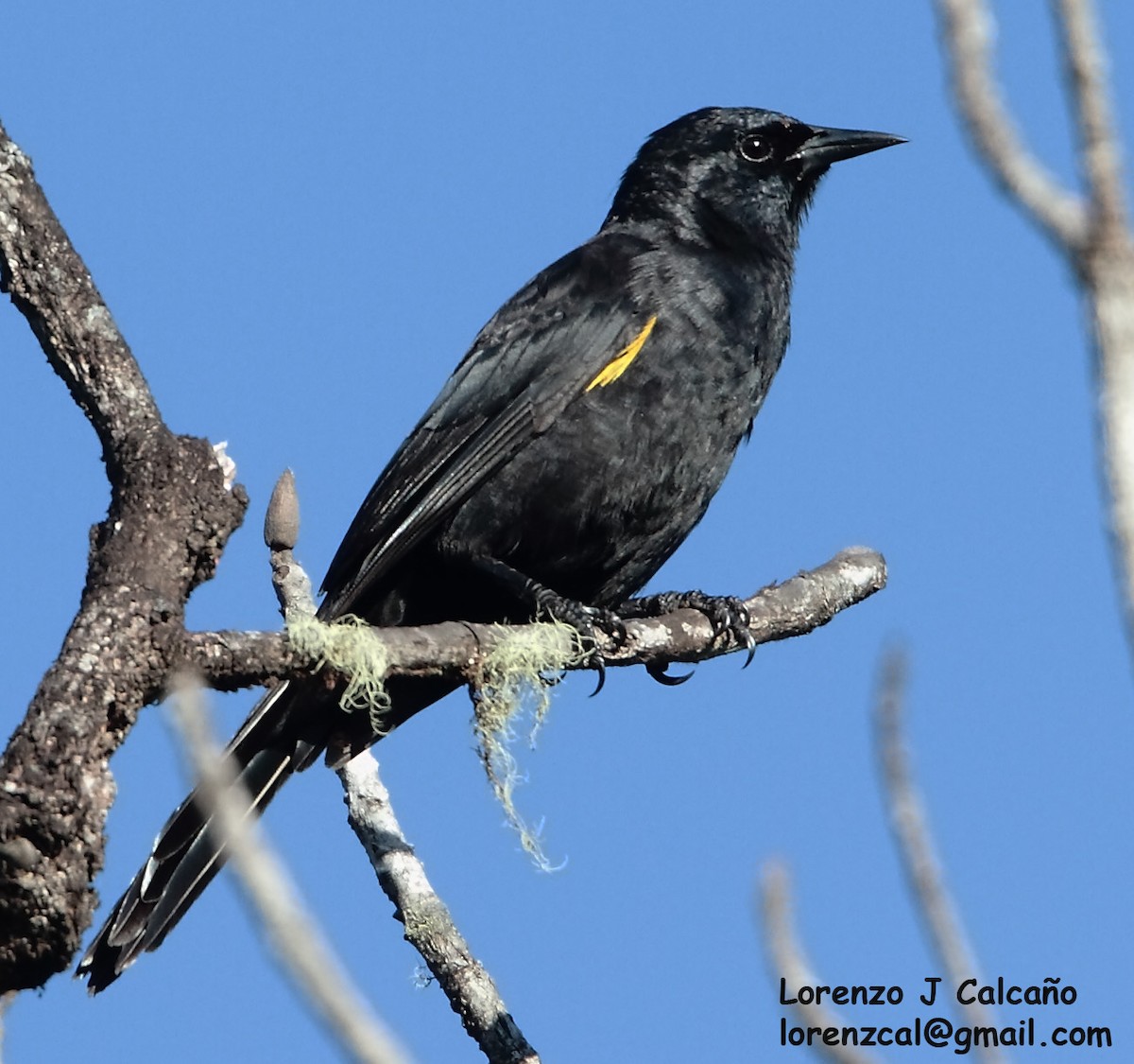 Golden-tufted Grackle - ML234597861