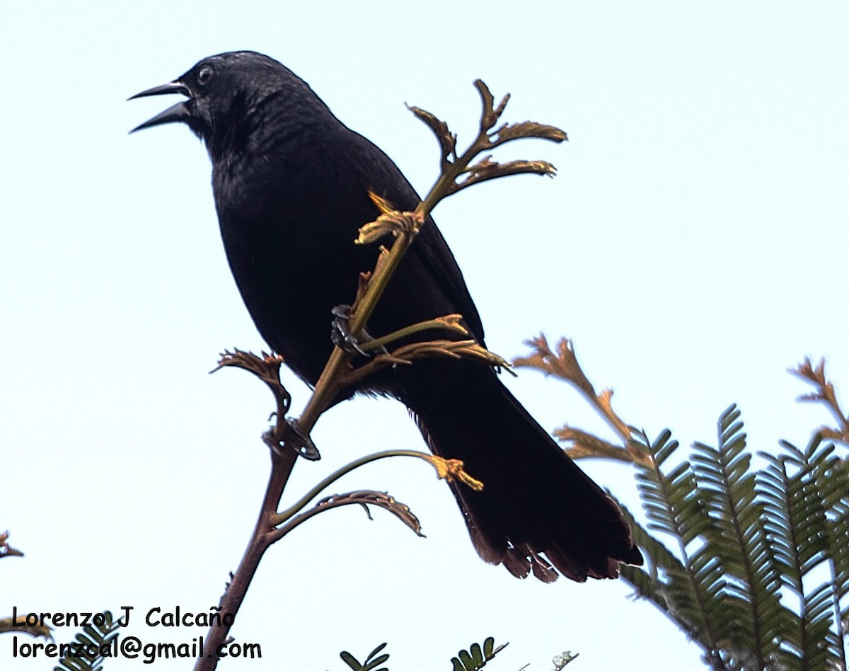 Golden-tufted Grackle - ML234598801