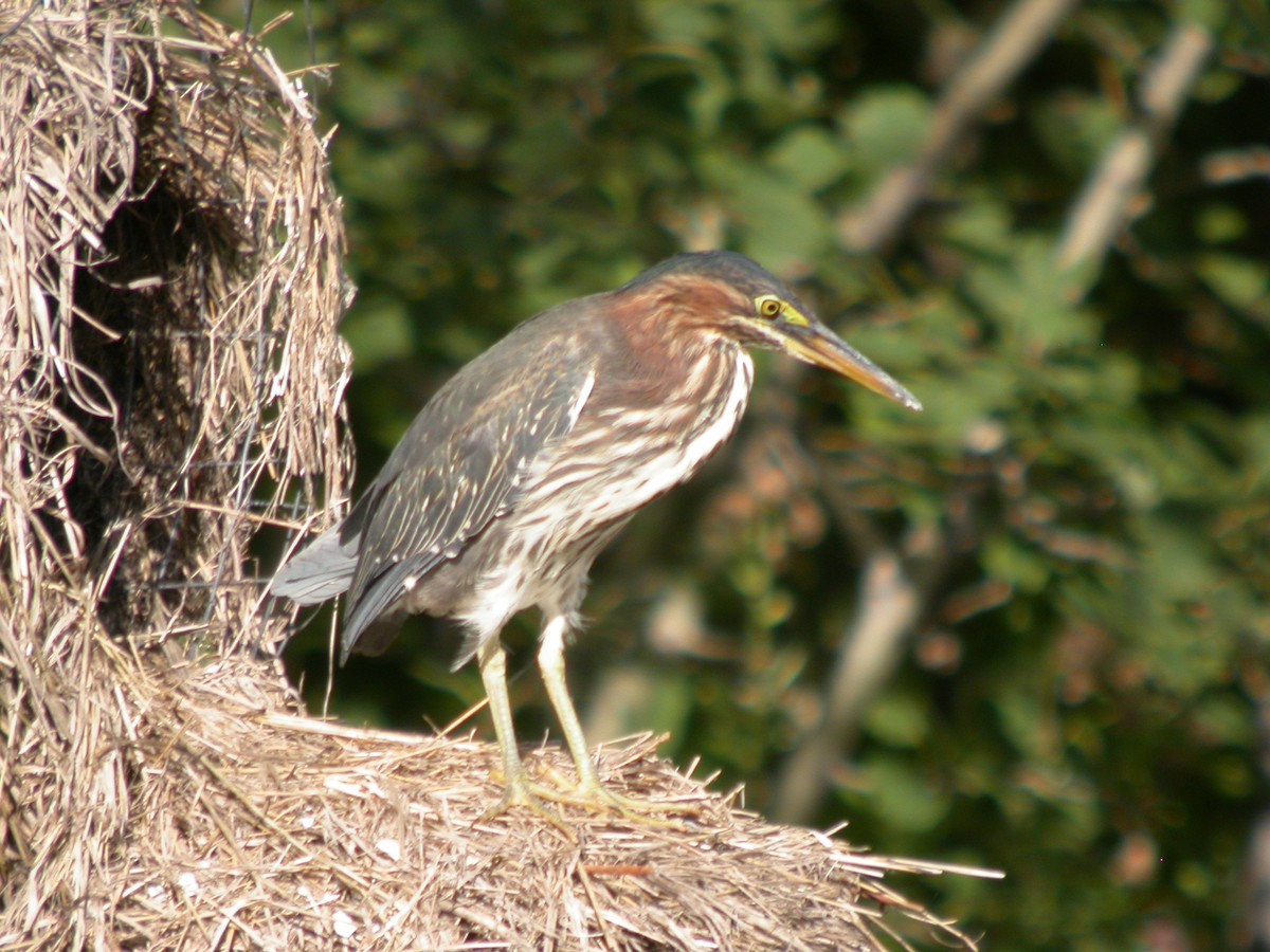 Green Heron - Marlene Waldron