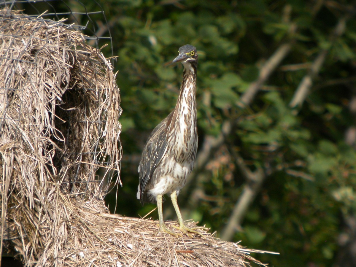 Green Heron - Marlene Waldron