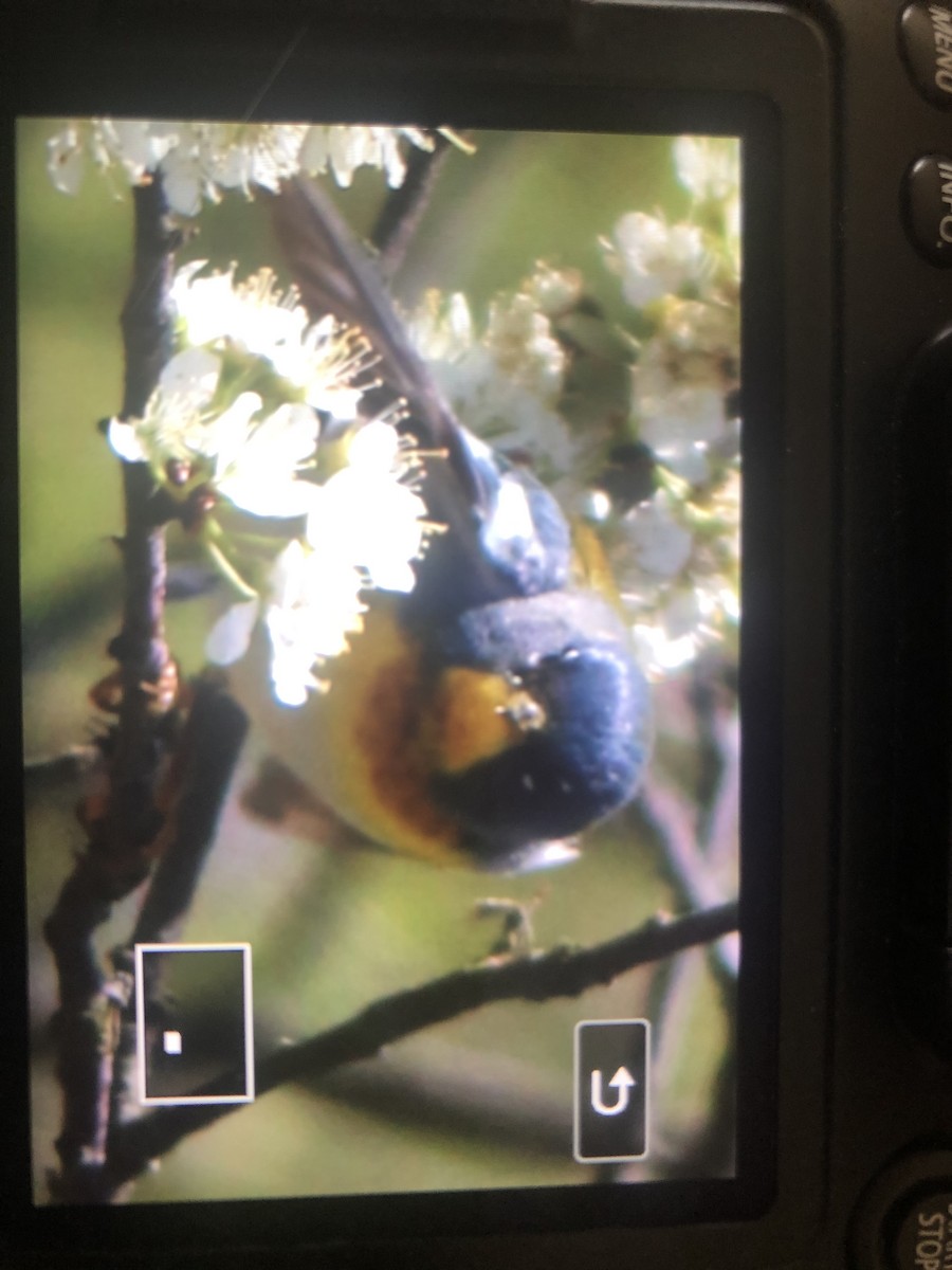 Northern Parula - ML234601871