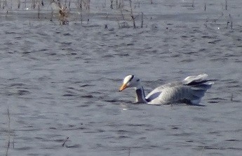 אווז הודי - ML234602311