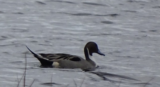 Northern Pintail - ML234602461