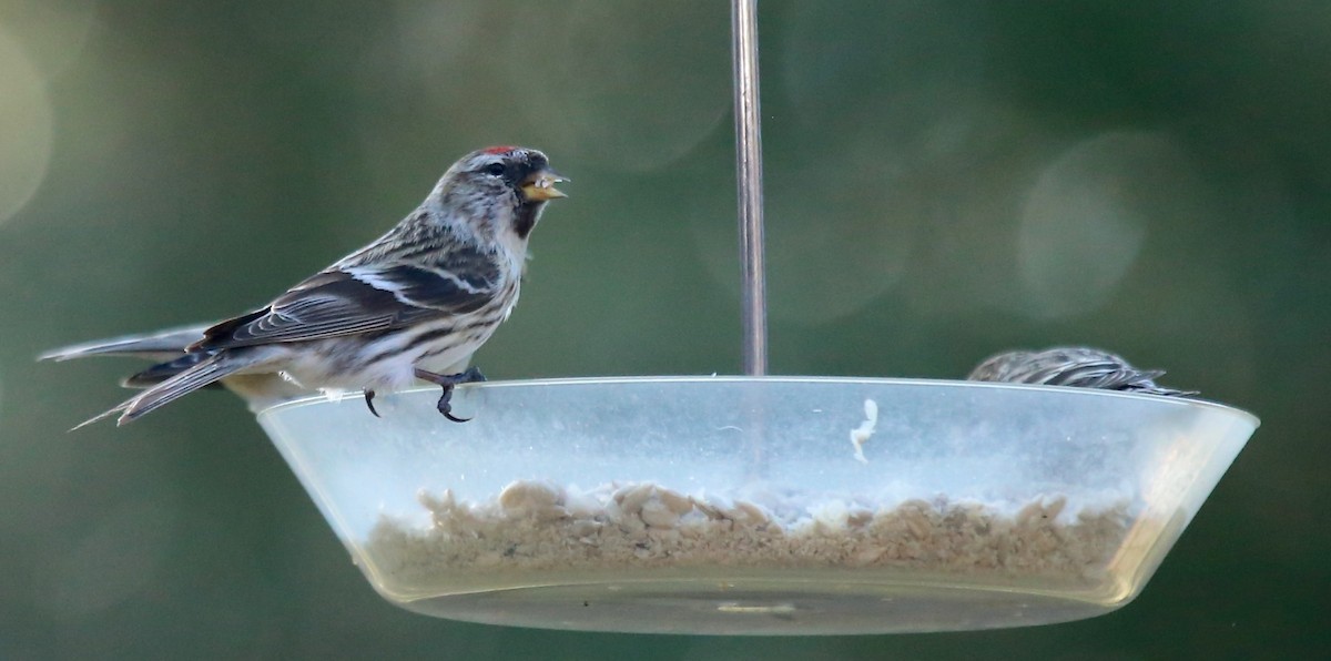 Redpoll (Common) - ML23460251