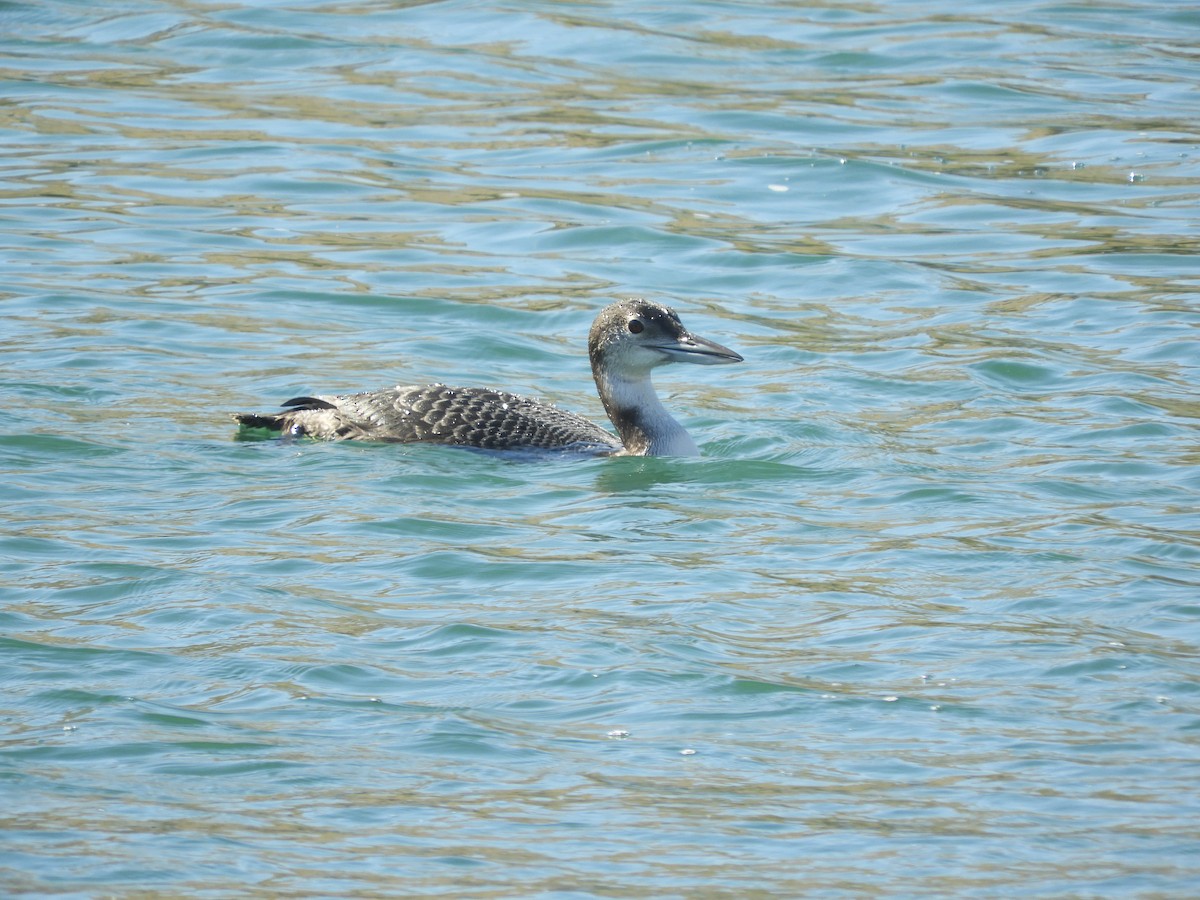 Common Loon - ML234602731