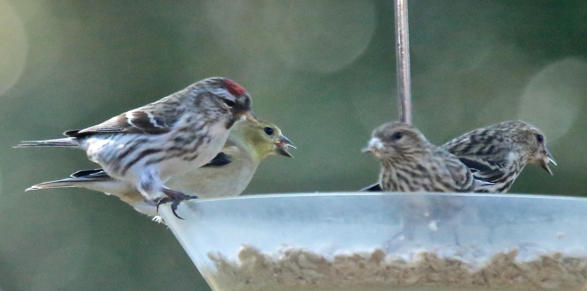 Redpoll (Common) - ML23460321