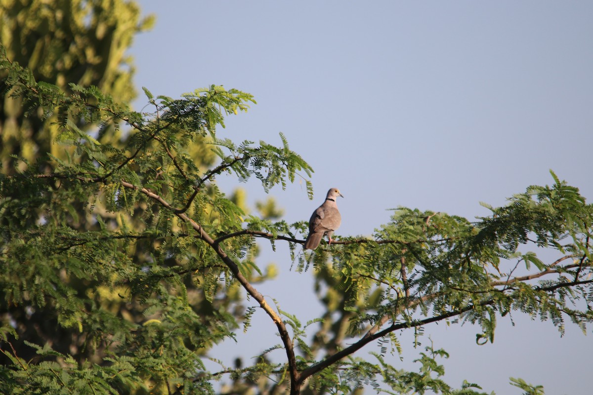 Burmese Collared-Dove - ML234604391