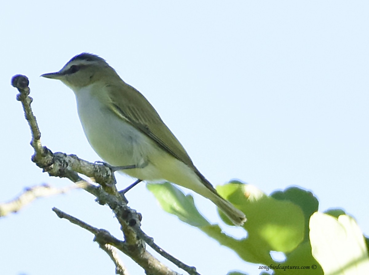 Red-eyed Vireo - Candace Casey