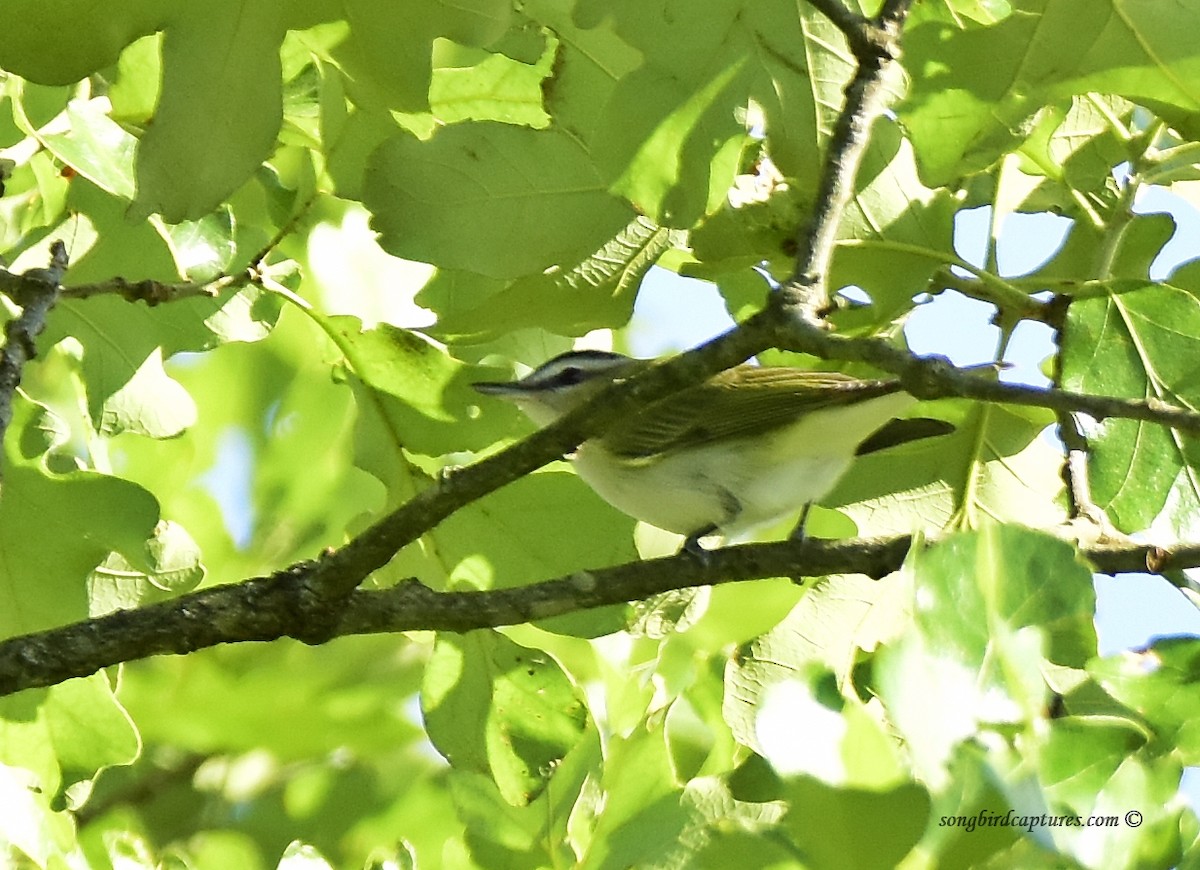 Red-eyed Vireo - Candace Casey