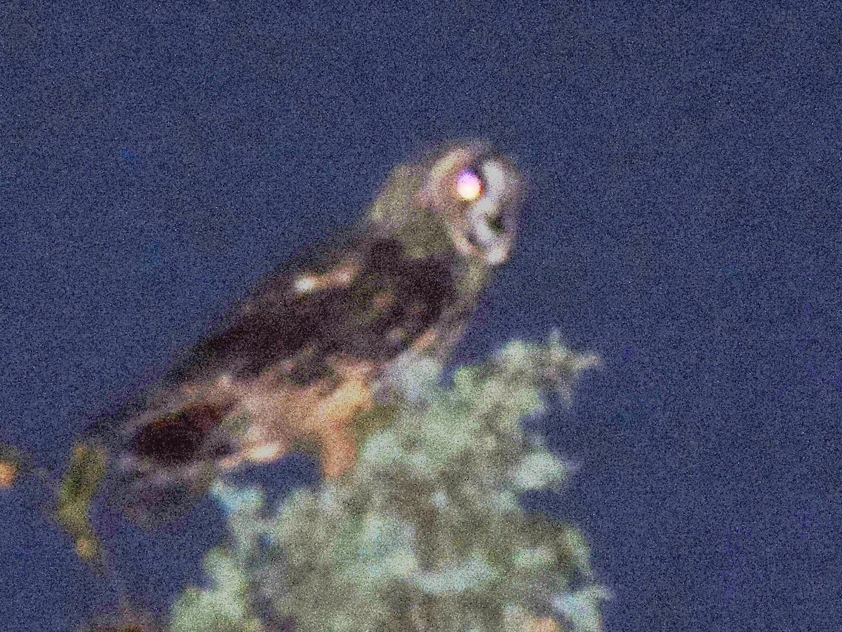 Long-eared Owl - ML234606811