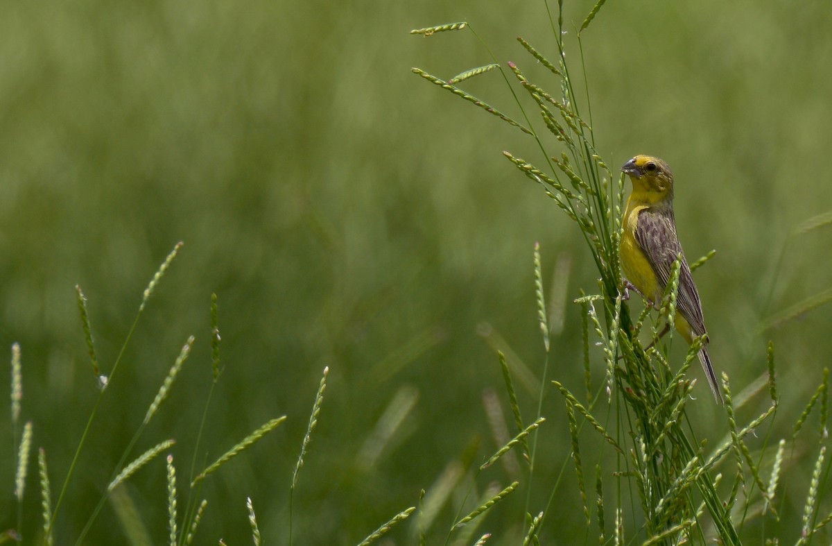 Grassland Yellow-Finch - ML234607161